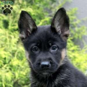 Betsy, German Shepherd Mix Puppy