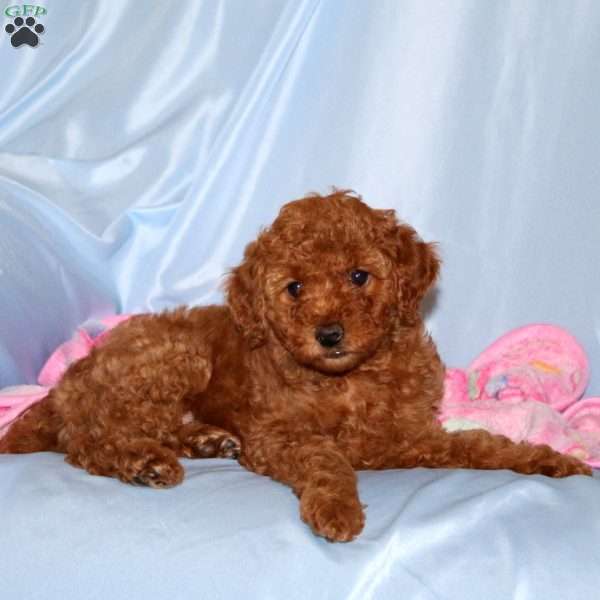 Betsy, Miniature Poodle Puppy