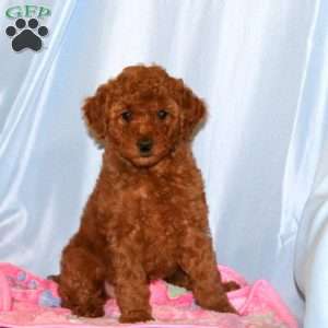 Betsy, Miniature Poodle Puppy
