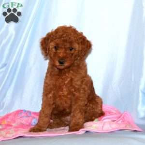 Betsy, Miniature Poodle Puppy