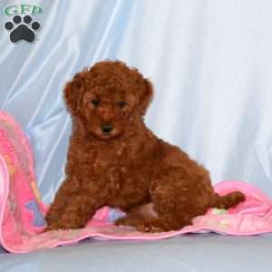 Betsy, Miniature Poodle Puppy