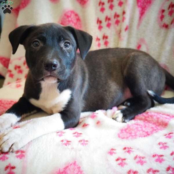 Betsy, Border Collie Mix Puppy