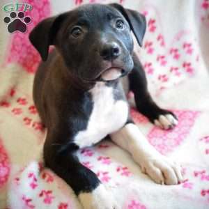 Betsy, Border Collie Mix Puppy