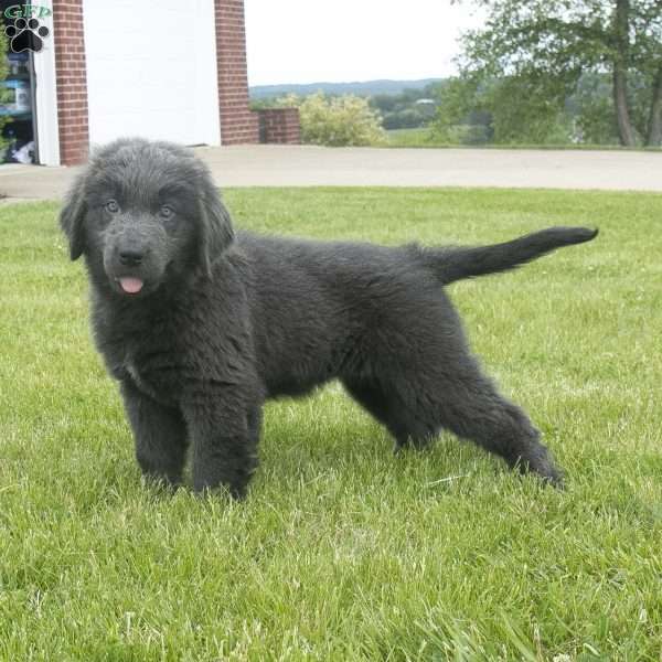 Betty, Newfoundland Puppy