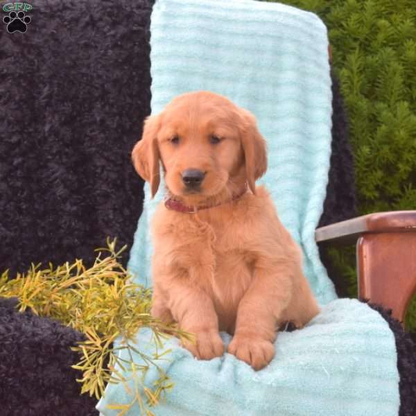 Betty, Golden Retriever Puppy