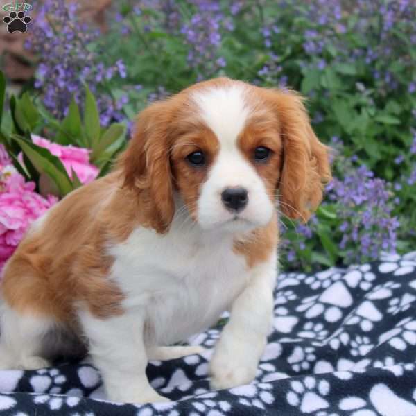 Betty, Cavalier King Charles Spaniel Puppy