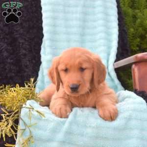 Betty, Golden Retriever Puppy