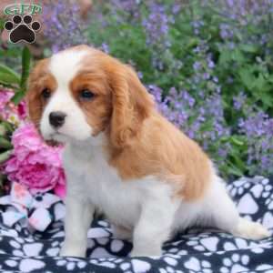Betty, Cavalier King Charles Spaniel Puppy