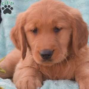 Betty, Golden Retriever Puppy