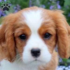 Betty, Cavalier King Charles Spaniel Puppy