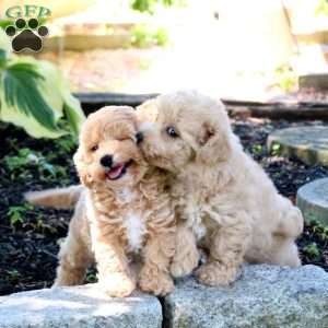 Zoey, Bich-Poo Puppy