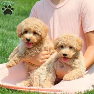 Sammy, Bich-Poo Puppy