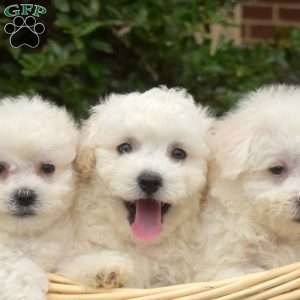Rex, Bichon Frise Puppy