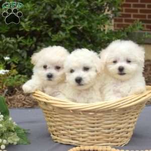 Rex, Bichon Frise Puppy