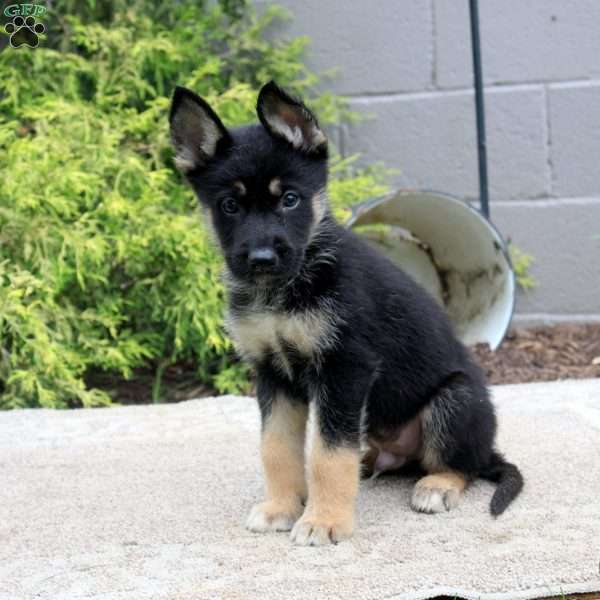 Bill, German Shepherd Mix Puppy