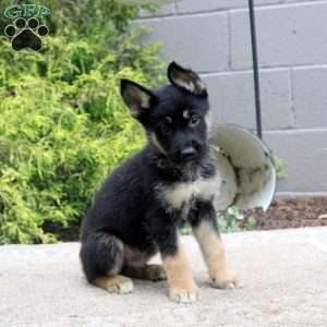 Bill, German Shepherd Mix Puppy