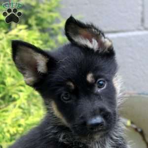 Bill, German Shepherd Mix Puppy