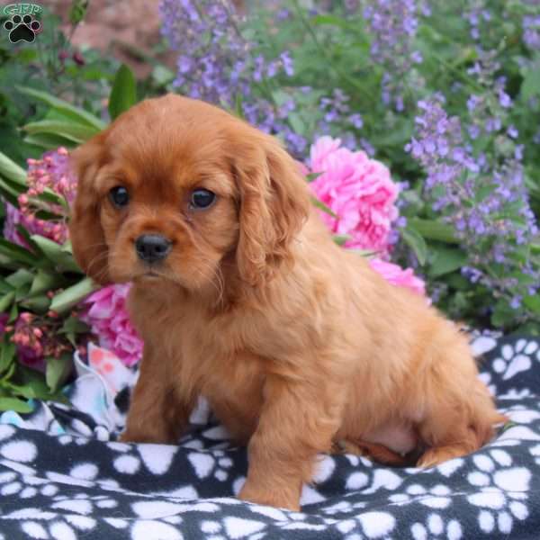 Billie, Cavalier King Charles Spaniel Puppy