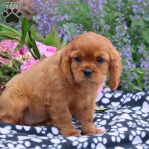 Billie, Cavalier King Charles Spaniel Puppy