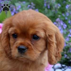 Billie, Cavalier King Charles Spaniel Puppy