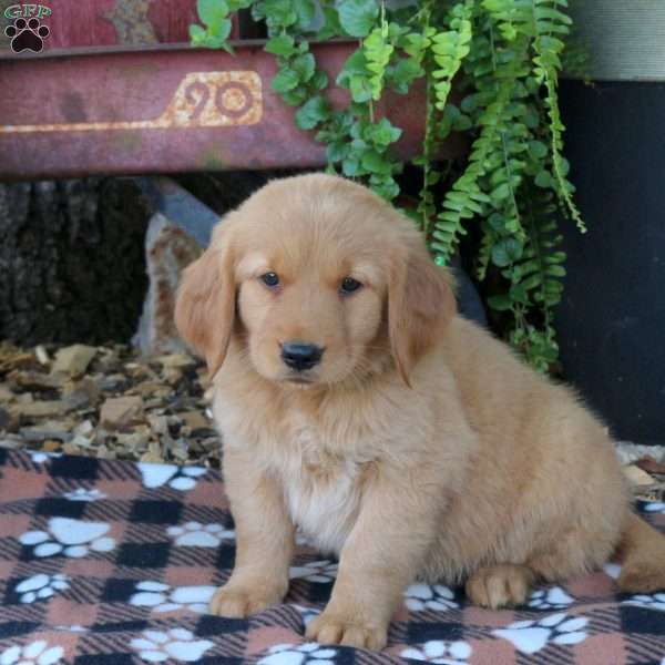Billy, Golden Retriever Puppy