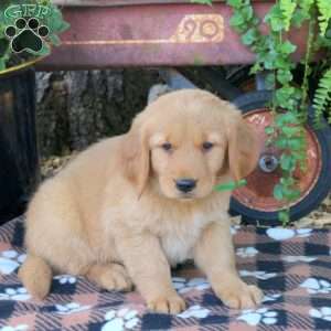 Billy, Golden Retriever Puppy
