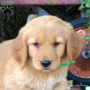 Billy, Golden Retriever Puppy