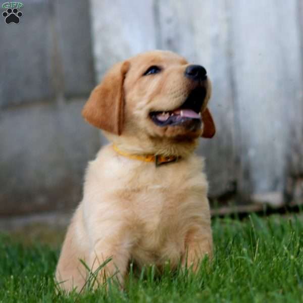 Billy, Fox Red Labrador Retriever Puppy