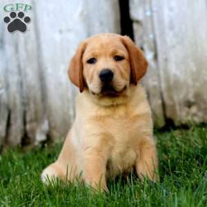 Billy, Fox Red Labrador Retriever Puppy
