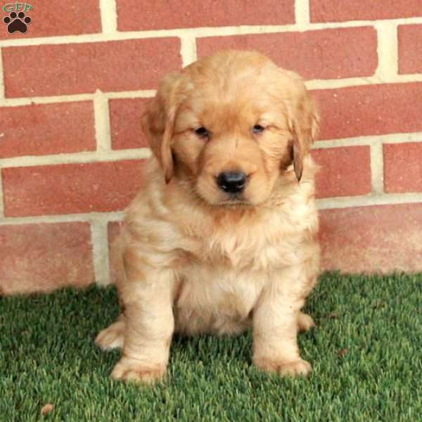 Bindi, Golden Retriever Puppy