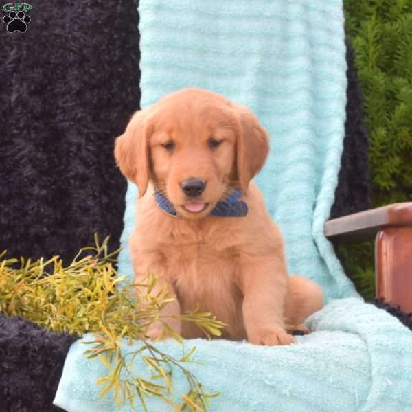 Bindi, Golden Retriever Puppy