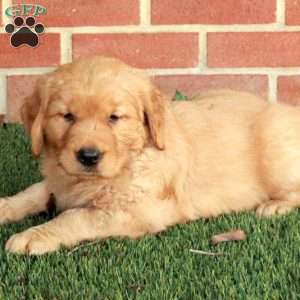 Bindi, Golden Retriever Puppy