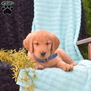 Bindi, Golden Retriever Puppy