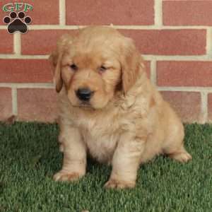 Bindi, Golden Retriever Puppy