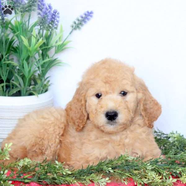 Bingo, Mini Goldendoodle Puppy