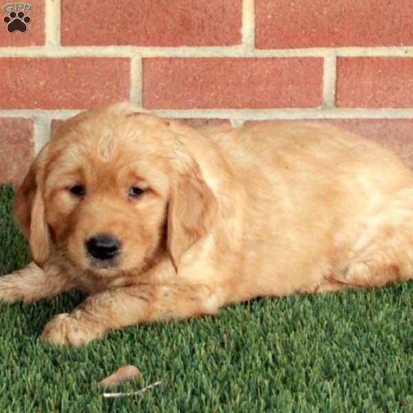 Bingo, Golden Retriever Puppy
