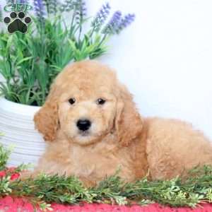 Bingo, Mini Goldendoodle Puppy