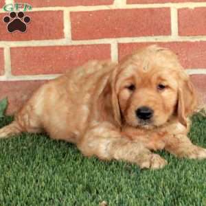 Bingo, Golden Retriever Puppy