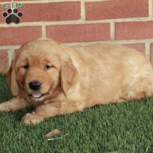 Bingo, Golden Retriever Puppy