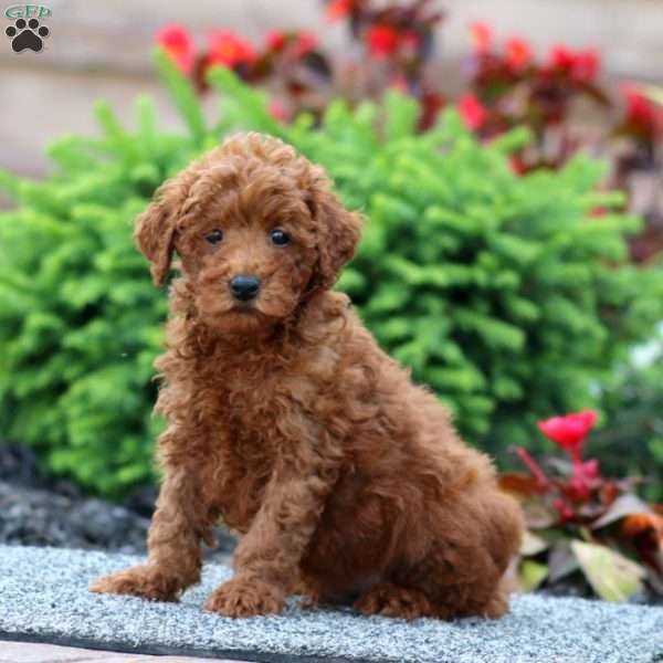 Bingo, Miniature Poodle Puppy