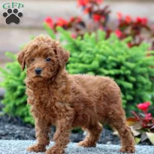 Bingo, Miniature Poodle Puppy