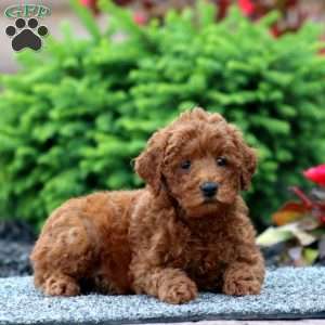 Bingo, Miniature Poodle Puppy