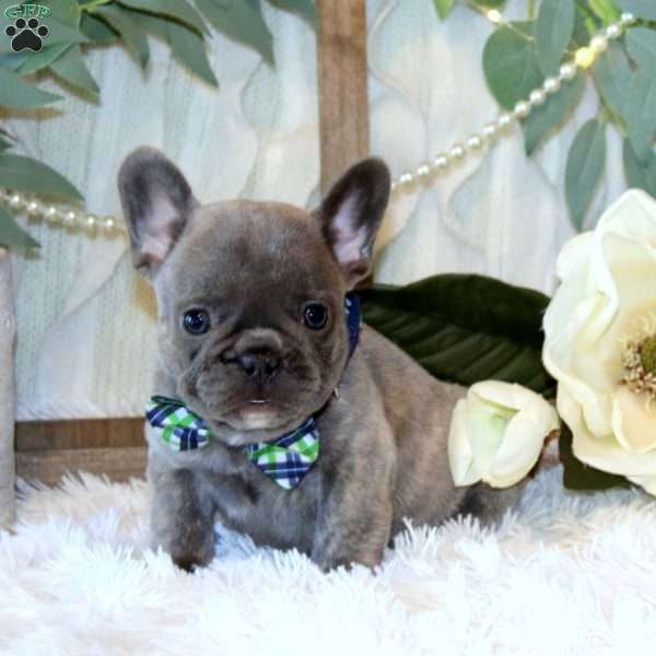 Birch Valley, French Bulldog Puppy