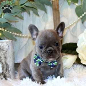 Birch Valley, French Bulldog Puppy