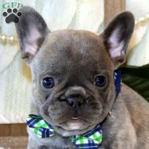 Birch Valley, French Bulldog Puppy