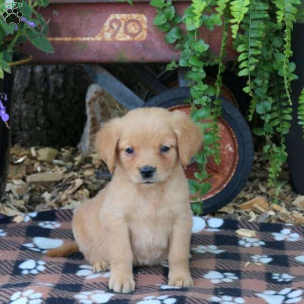 Birdie, Golden Retriever Puppy