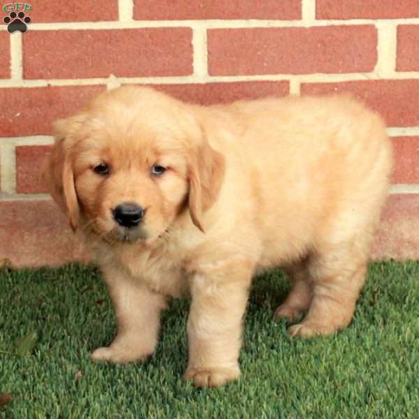 Birdie, Golden Retriever Puppy
