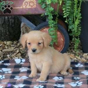 Birdie, Golden Retriever Puppy