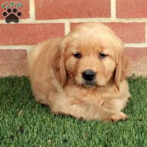 Birdie, Golden Retriever Puppy