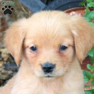 Birdie, Golden Retriever Puppy
